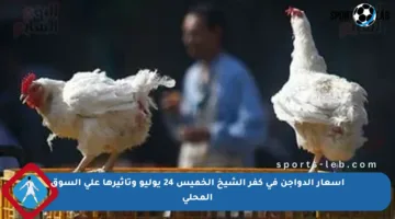 أسعار الدواجن في كفر الشيخ الخميس 24 يوليو وتأثيرها على السوق المحلي
